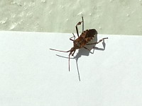 Punaise americaine du pin - Leptoglossus occidentalis (ph. Mrugala F.)(3)